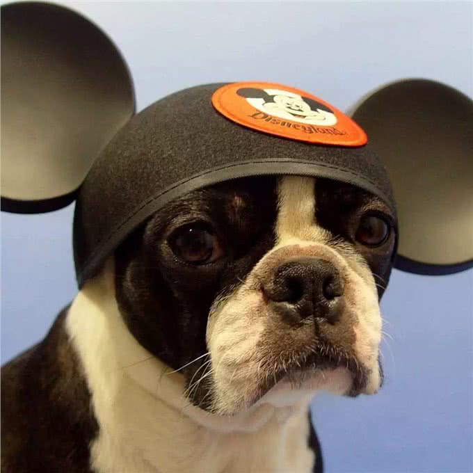 打疫苗—狗生头等大事!关于狗狗打疫苗超详细的科普贴!