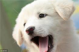 打疫苗—狗生头等大事!关于狗狗打疫苗超详细的科普贴!