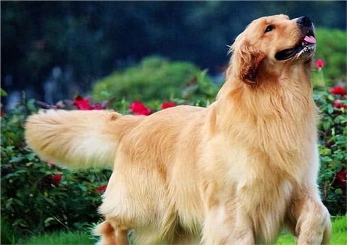 寻找默契伙伴:狗狗品种与性格匹配大揭秘