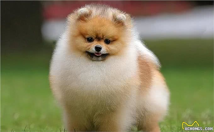 寻找默契伙伴:狗狗品种与性格匹配大揭秘