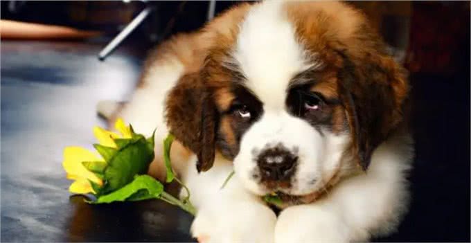 寻找默契伙伴:狗狗品种与性格匹配大揭秘