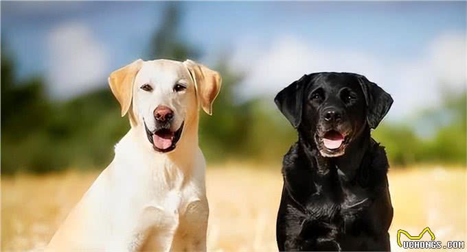 寻找默契伙伴:狗狗品种与性格匹配大揭秘