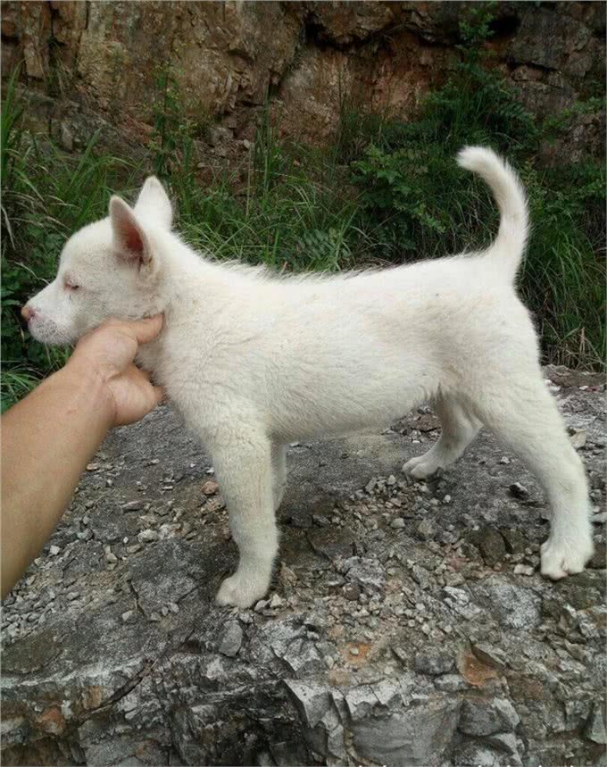 下司犬中华土狗的骄傲世界猎犬排名第三，其实国内也有好犬!