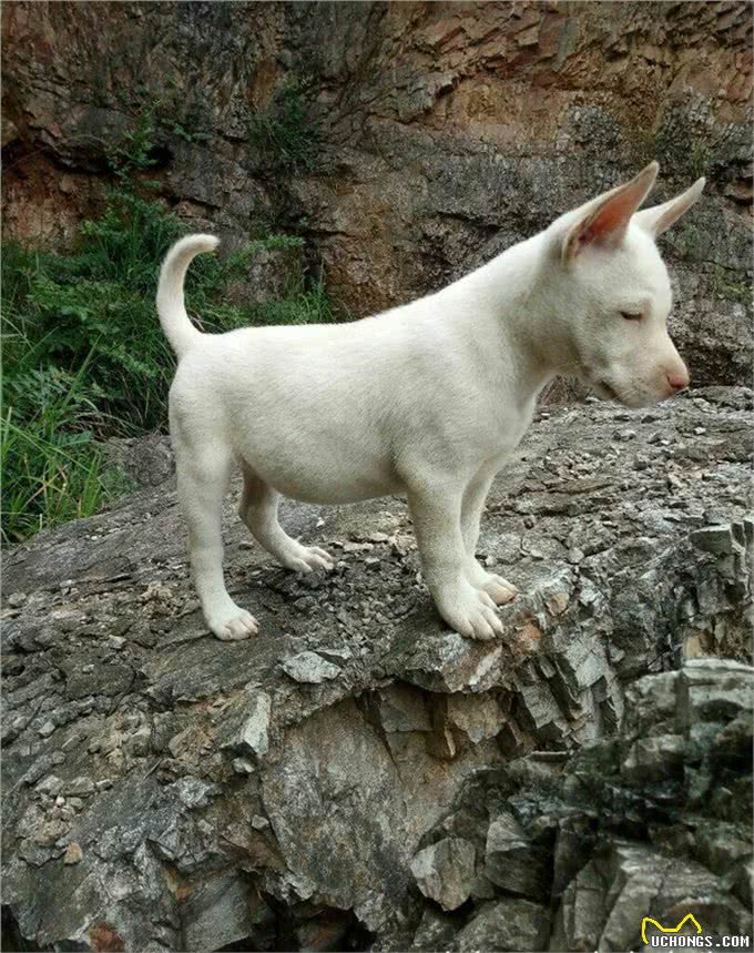 下司犬中华土狗的骄傲世界猎犬排名第三，其实国内也有好犬!