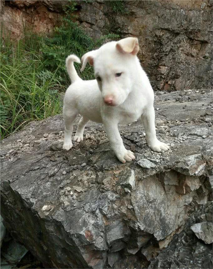 下司犬中华土狗的骄傲世界猎犬排名第三，其实国内也有好犬!