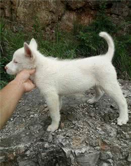 下司犬中华土狗的骄傲世界猎犬排名第三，其实国内也有好犬!