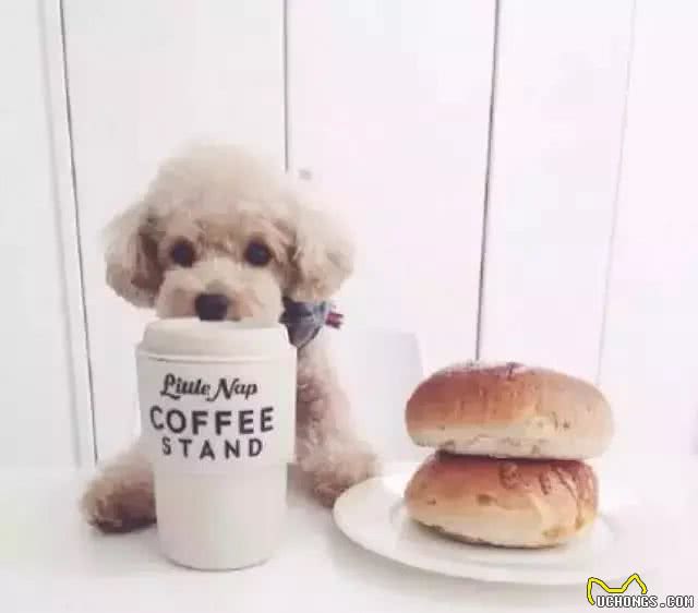 狗狗的毛发褪色了是什么原因?