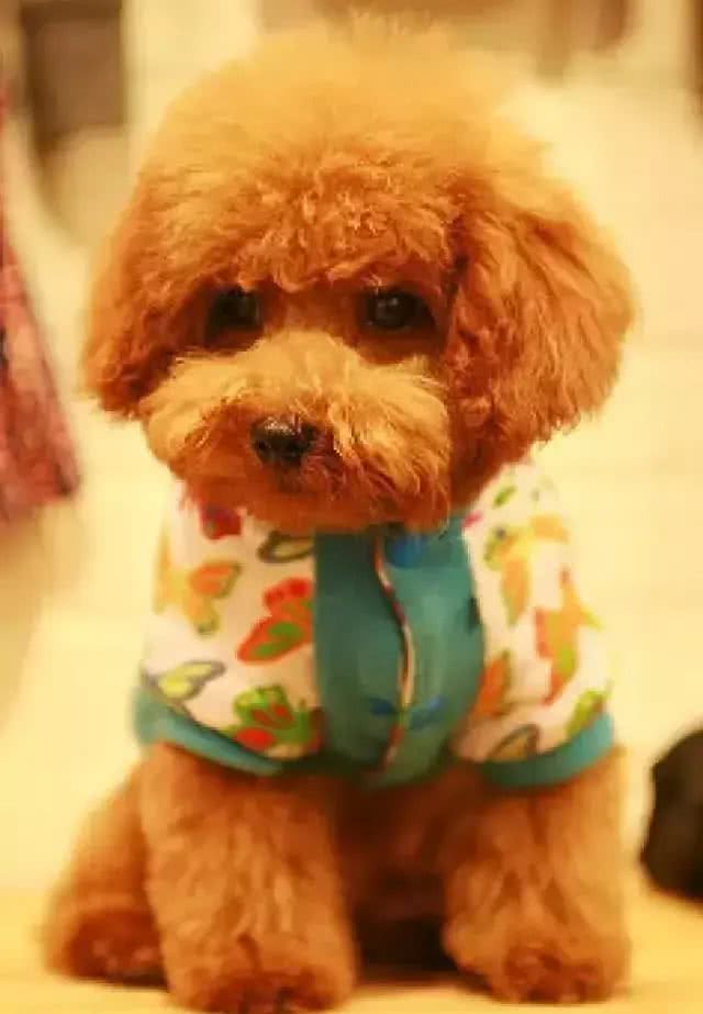 狗狗的毛发褪色了是什么原因?