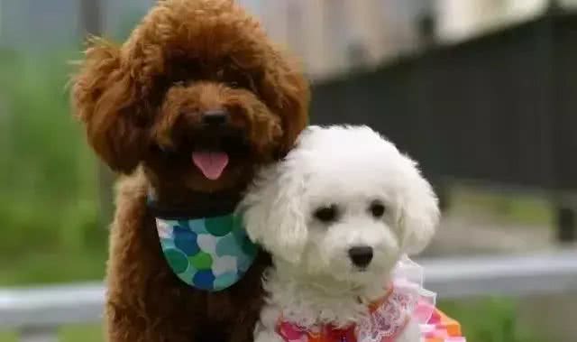 狗狗的毛发褪色了是什么原因?