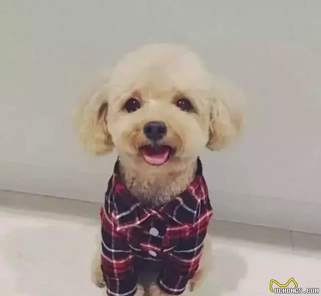 狗狗的毛发褪色了是什么原因?