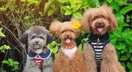 狗狗的毛发褪色了是什么原因?