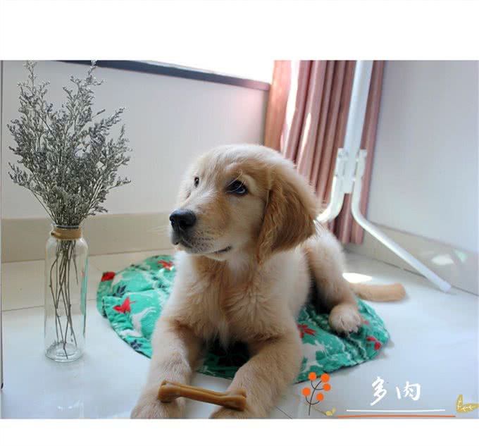 十个最好的金毛训练方法