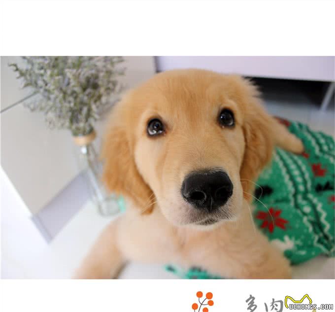 十个最好的金毛训练方法