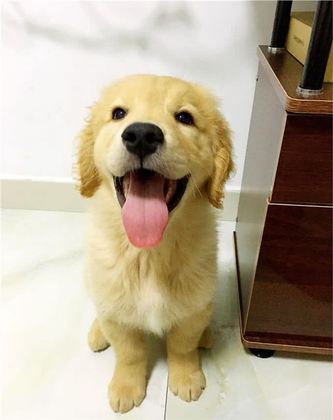 十个最好的金毛训练方法