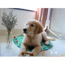 十个最好的金毛训练方法