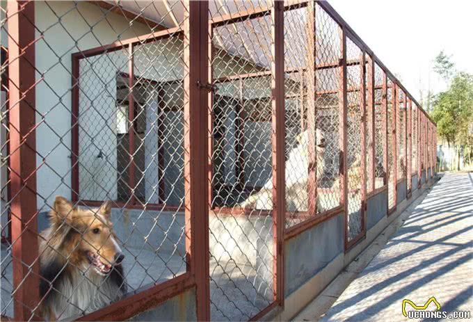 揭秘狗贩子和狗舍的区别!不吹不黑，帮这几年被骂的狗舍说句公道话