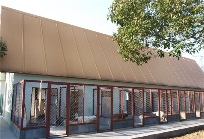 揭秘狗贩子和狗舍的区别!不吹不黑，帮这几年被骂的狗舍说句公道话