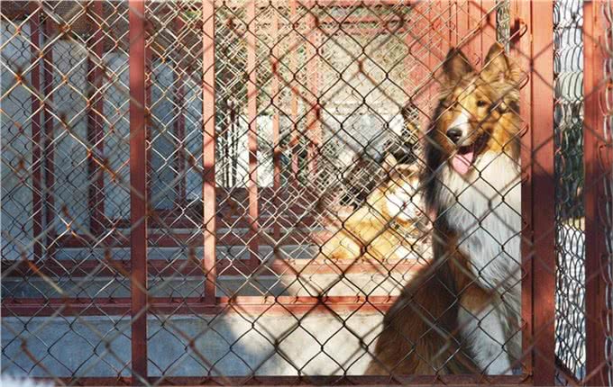 揭秘狗贩子和狗舍的区别!不吹不黑，帮这几年被骂的狗舍说句公道话
