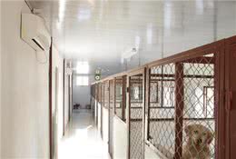 揭秘狗贩子和狗舍的区别!不吹不黑，帮这几年被骂的狗舍说句公道话