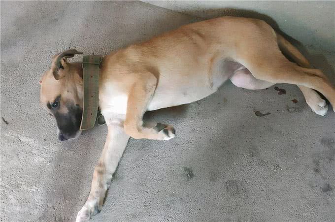 爱犬散步回家，把脚搞得脏脏的，怎么劝它洗脚呢?
