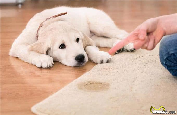 爱犬散步回家，把脚搞得脏脏的，怎么劝它洗脚呢?