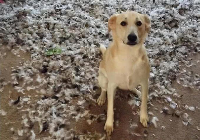 爱犬散步回家，把脚搞得脏脏的，怎么劝它洗脚呢?