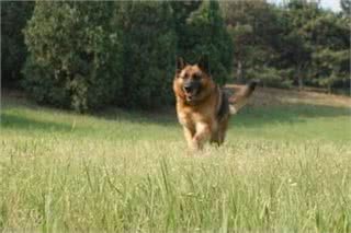 中国版德牧：纯种中华长毛狼犬威武不输藏獒