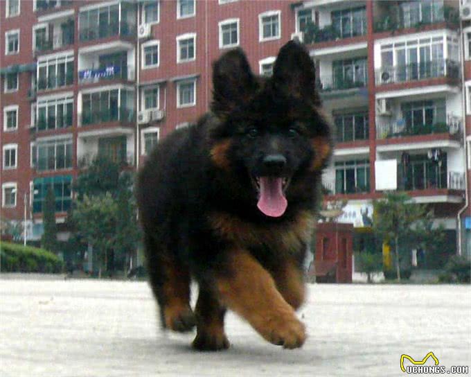 中国版德牧：纯种中华长毛狼犬威武不输藏獒