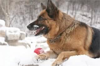 中国版德牧：纯种中华长毛狼犬威武不输藏獒