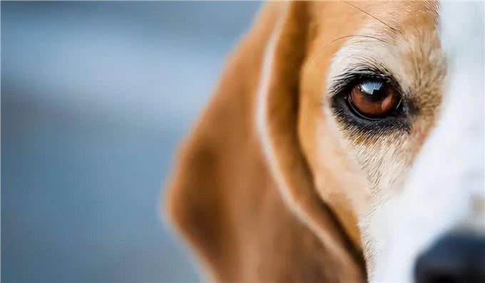狗狗眼睛至关重要，眼睛忽然出现异常怎么办?一文带你深入解析