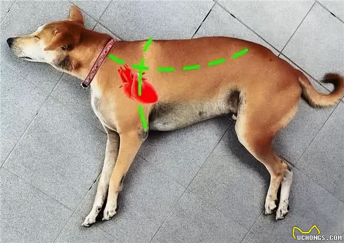 狗狗眼睛至关重要，眼睛忽然出现异常怎么办?一文带你深入解析