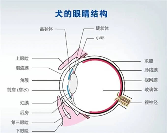 狗狗眼睛至关重要，眼睛忽然出现异常怎么办?一文带你深入解析