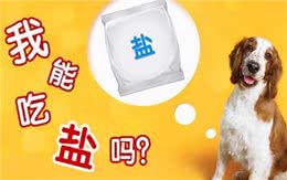 宠物到底用不用喂盐?为什么野生动物不用吃盐，而人却不吃不行?