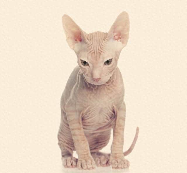 揭秘精灵猫的世界，无毛的魅力:吸引哪些特别的人?