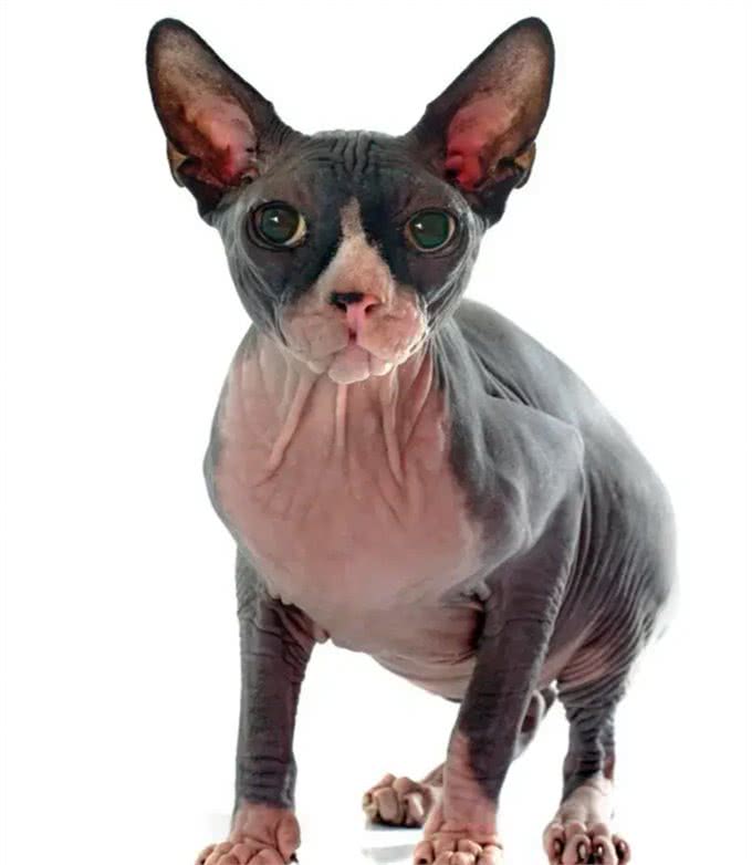 揭秘精灵猫的世界，无毛的魅力:吸引哪些特别的人?