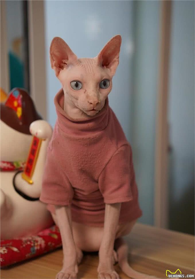 揭秘精灵猫的世界，无毛的魅力:吸引哪些特别的人?