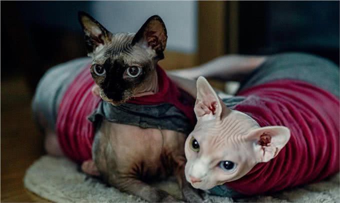 揭秘精灵猫的世界，无毛的魅力:吸引哪些特别的人?