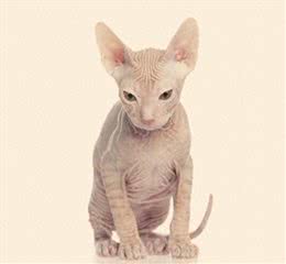 揭秘精灵猫的世界，无毛的魅力:吸引哪些特别的人?