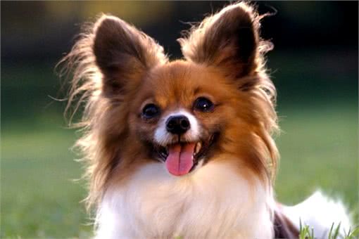 蝴蝶犬人工授精的成功率高吗?几回能成功?术后如何护理呢?