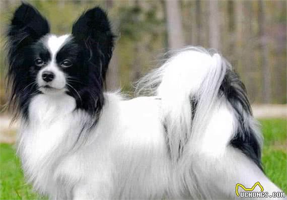 蝴蝶犬人工授精的成功率高吗?几回能成功?术后如何护理呢?