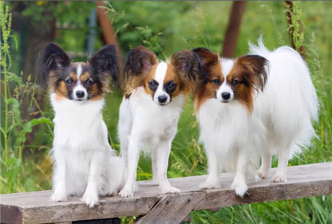 蝴蝶犬人工授精的成功率高吗?几回能成功?术后如何护理呢?