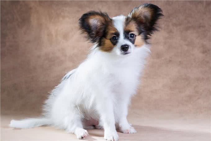 蝴蝶犬人工授精的成功率高吗?几回能成功?术后如何护理呢?