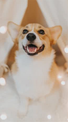 狗狗有这10个爱你的表现，主人就偷乐吧