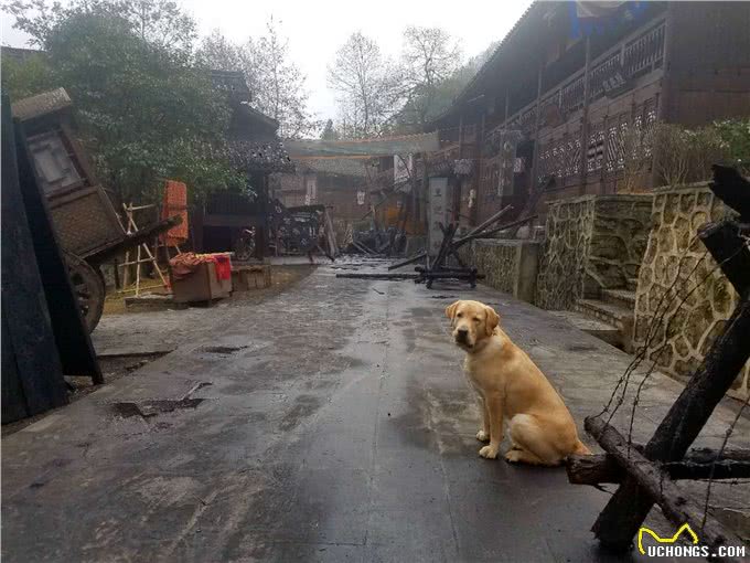 让狗住笼子很可怜?狗主人一定要了解，笼子也许可以救狗狗一命