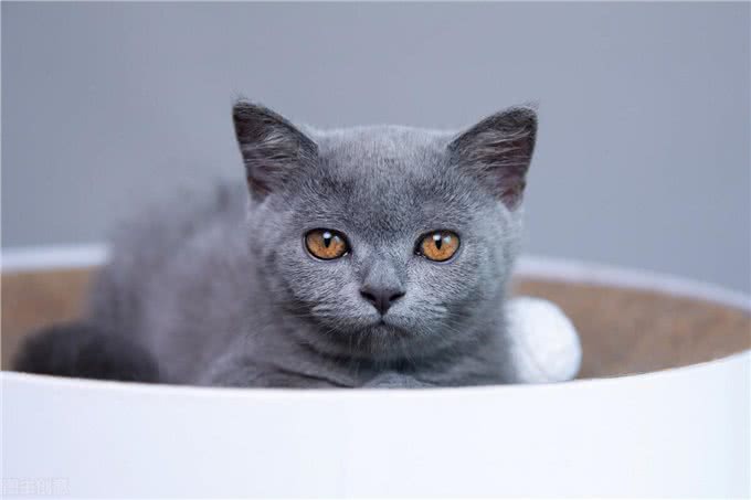 短毛猫有哪些，你都知道吗?最后一个千万不能养(进来吸猫呀)