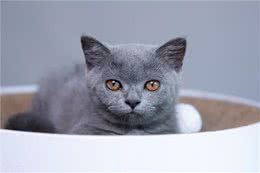 短毛猫有哪些，你都知道吗?最后一个千万不能养(进来吸猫呀)