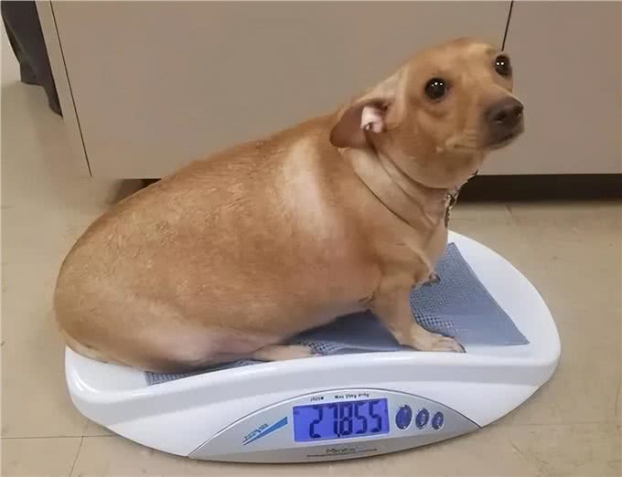 狗狗寿命有限，纠正5大慢性杀狗行为，让狗狗陪伴我们更久一些