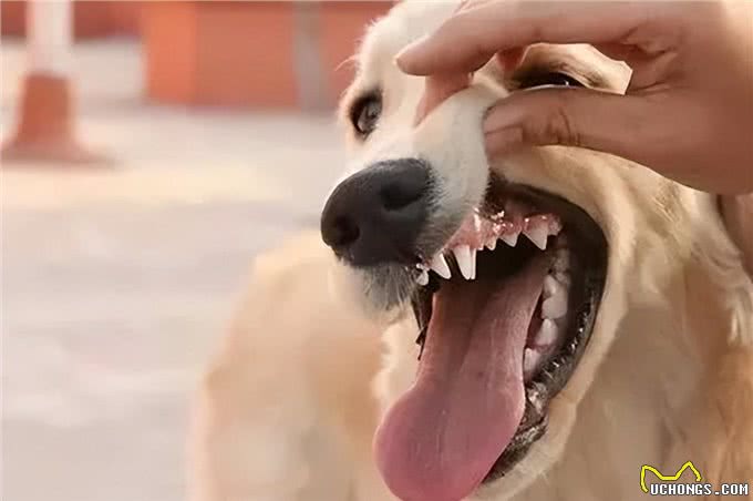 狗狗寿命有限，纠正5大慢性杀狗行为，让狗狗陪伴我们更久一些