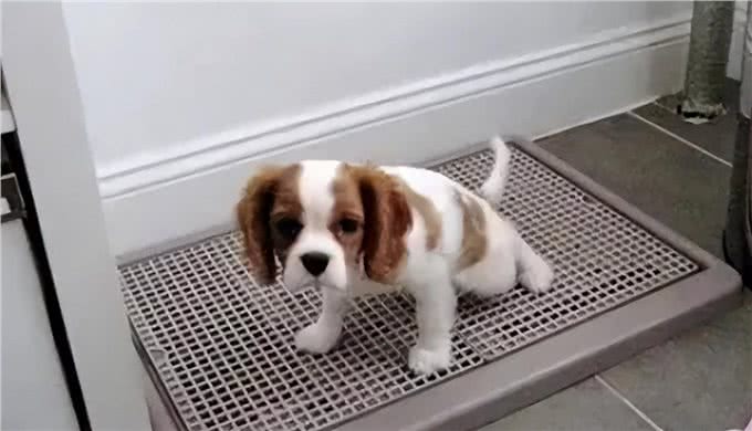 狗狗寿命有限，纠正5大慢性杀狗行为，让狗狗陪伴我们更久一些