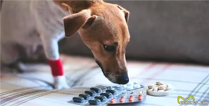 狗狗寿命有限，纠正5大慢性杀狗行为，让狗狗陪伴我们更久一些